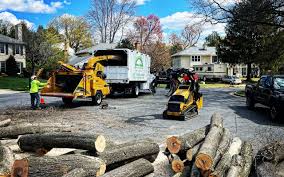 How Our Tree Care Process Works  in  Laureldale, PA