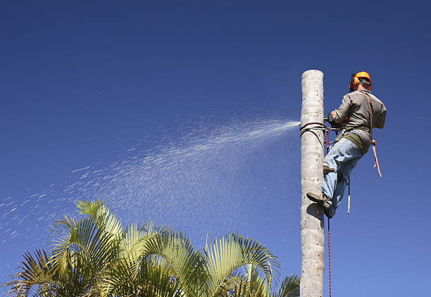 Lawn Watering Services in Laureldale, PA