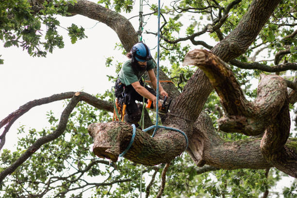 Best Leaf Removal  in Laureldale, PA