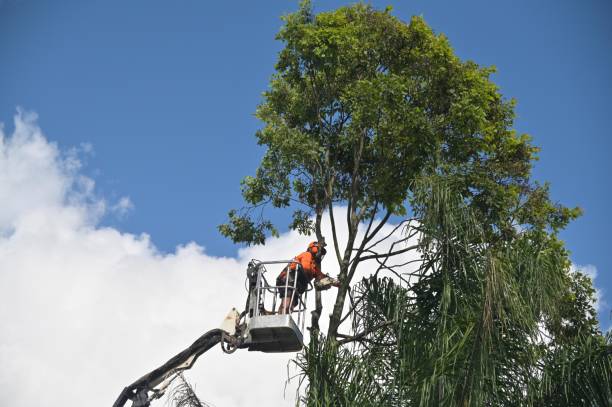 Best Tree Mulching  in Laureldale, PA